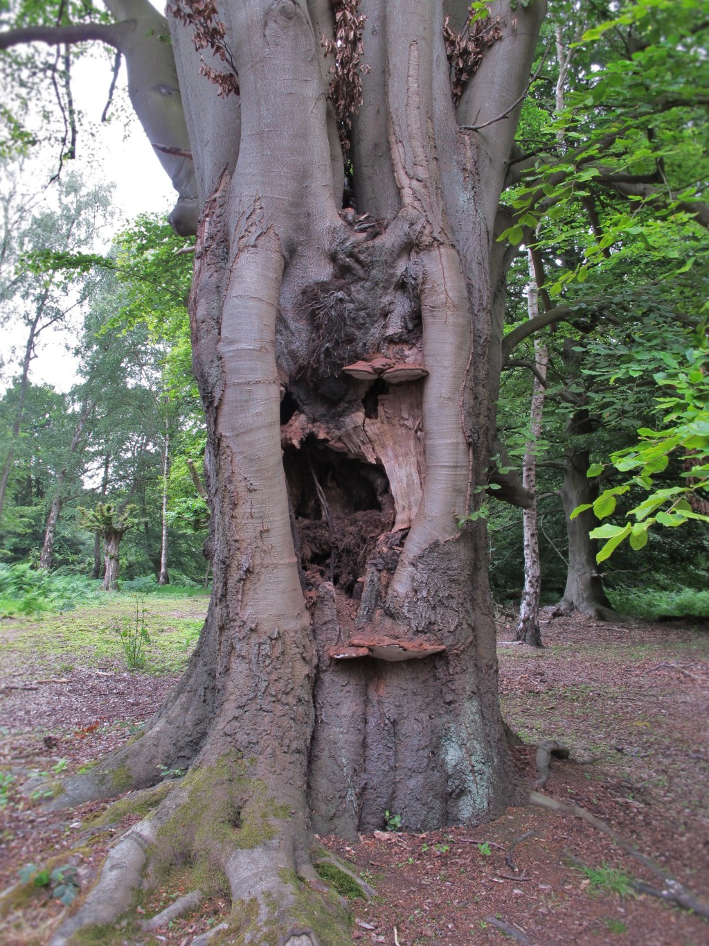 Beech heart rot research: autumn&nbsp;update